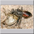 Astata boops - Wanzengrabwespe 19c beim Nesteintrag.jpg